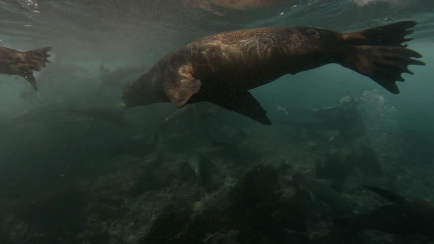 Group of seals swimming in shallow water