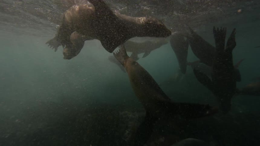 Seals swim and dive near the ocean surface during the day