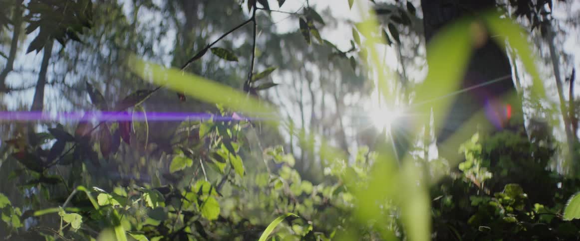 Grass and leaves in a forest