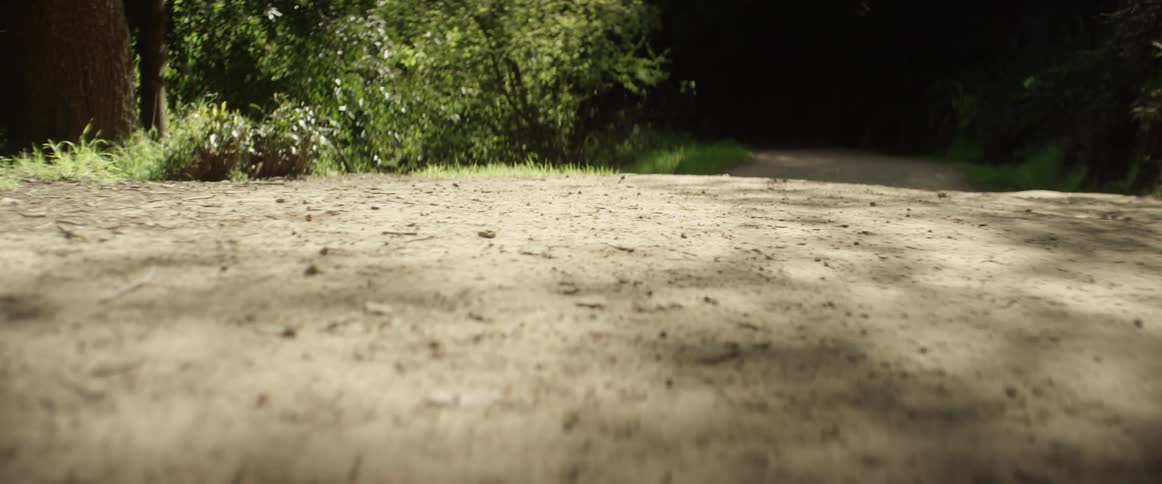 View of a sunny dirt path in between trees