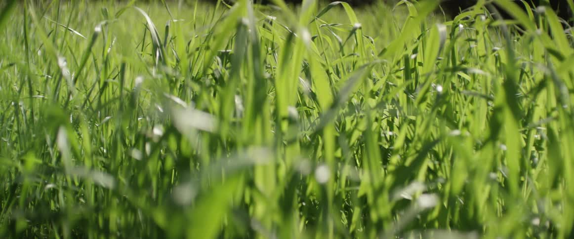 Up close of blades of grass
