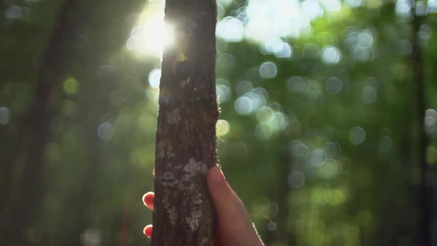 Person puts their hand around a tree