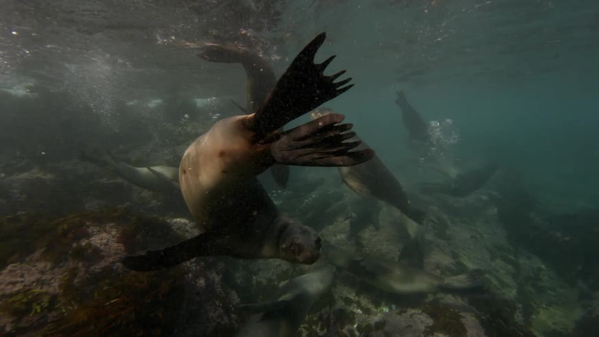 Sea lions swim underwater