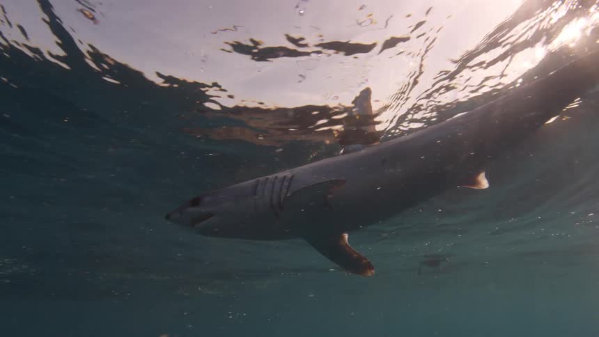 Shark swims in the water up to the surface
