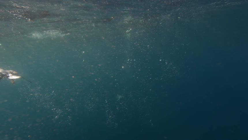 Birds dive beneath the ocean's surface as a shark swims nearby