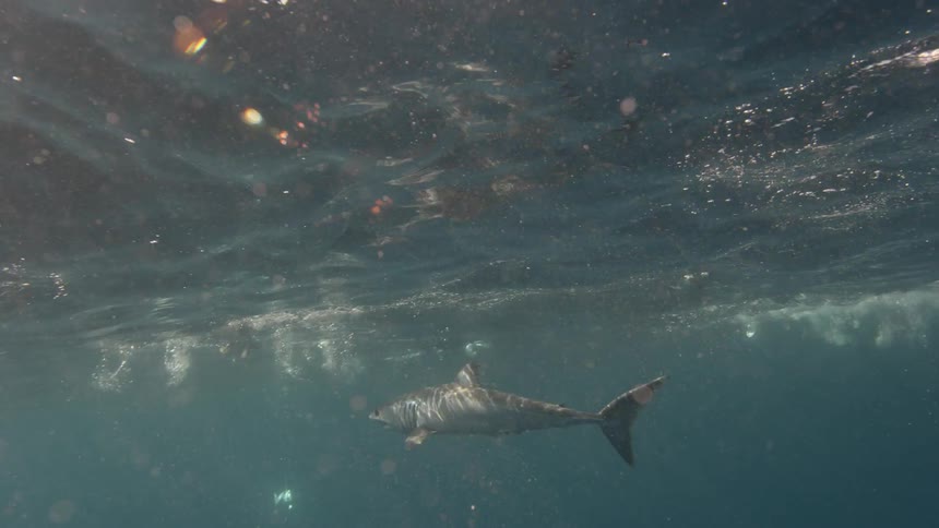 A shark swimming near the surface