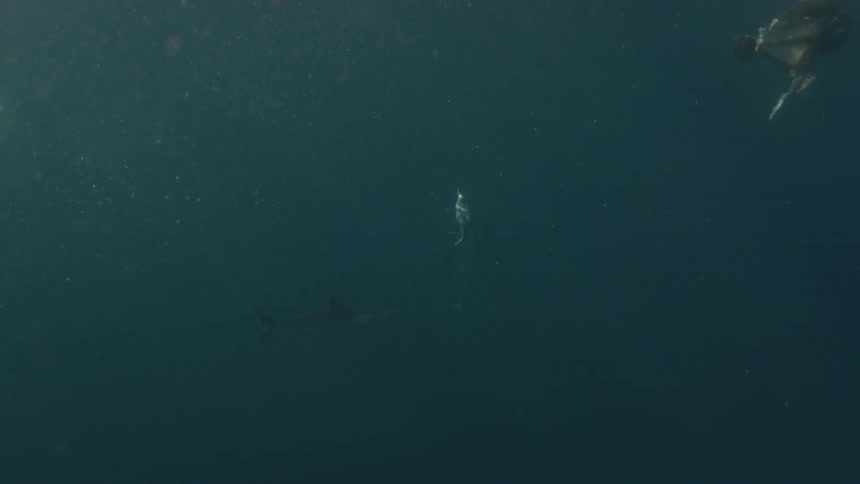 A sea bird shoots toward the water surface as a shark approaches