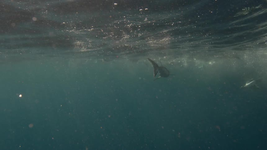 A shark swimming in the water near the surface