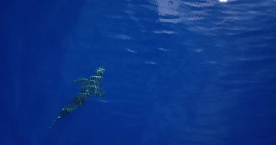 A fish swims in a rippling body of water