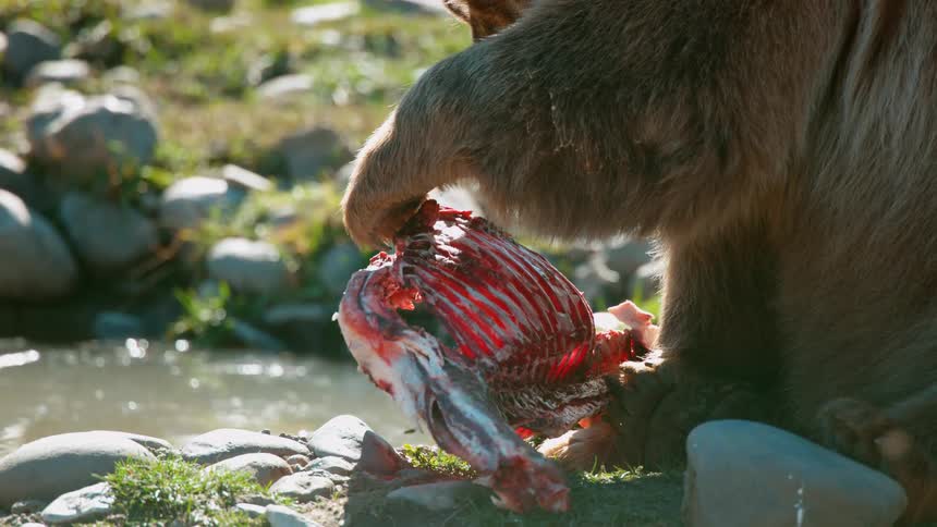 A bear eating a piece of meat