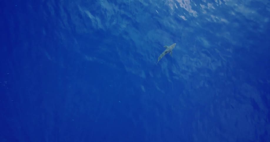 A shark is swimming near the surface of a clear blue sea