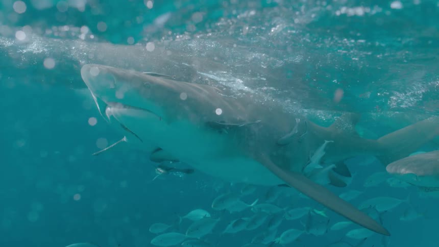 Sharks swim at the surface of water over school of fish