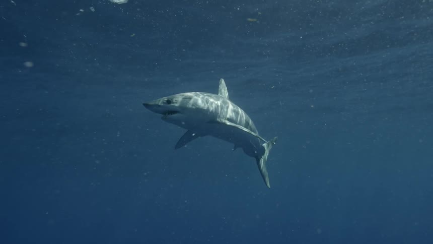 A shark swims in the ocean