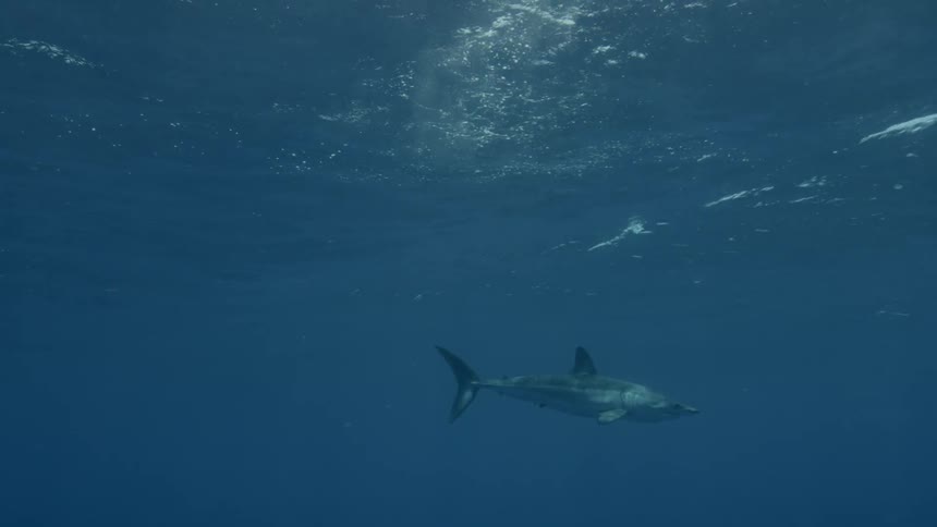 Shark floats in ocean water on a sunny day