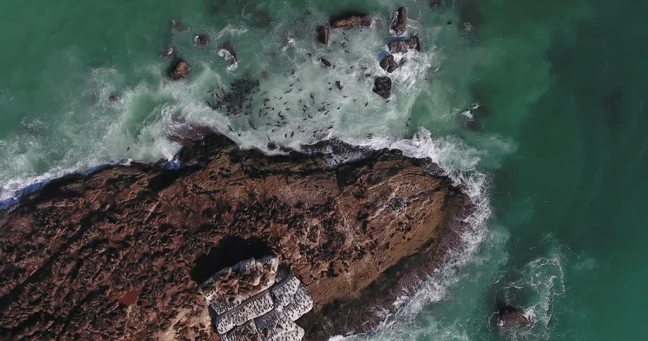 Waves coming ashore as seals play all around