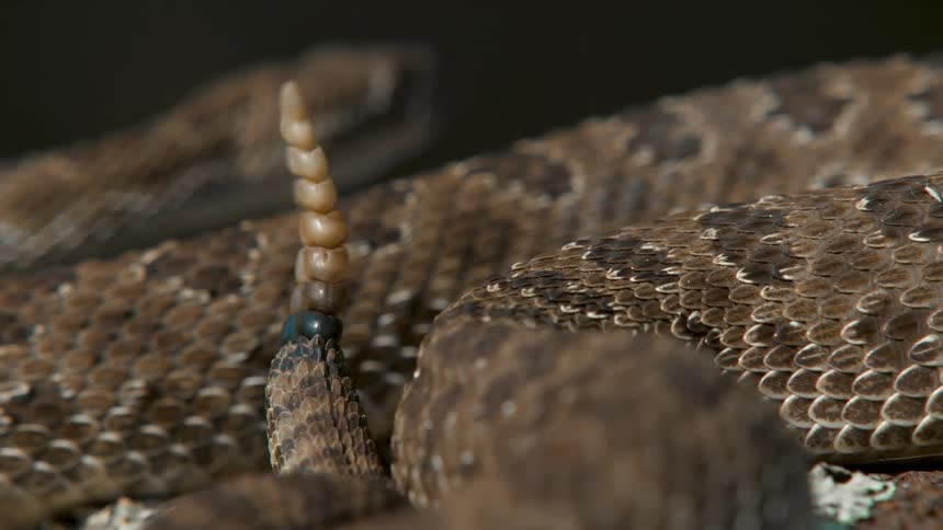 A rattlesnake shakes its rattle