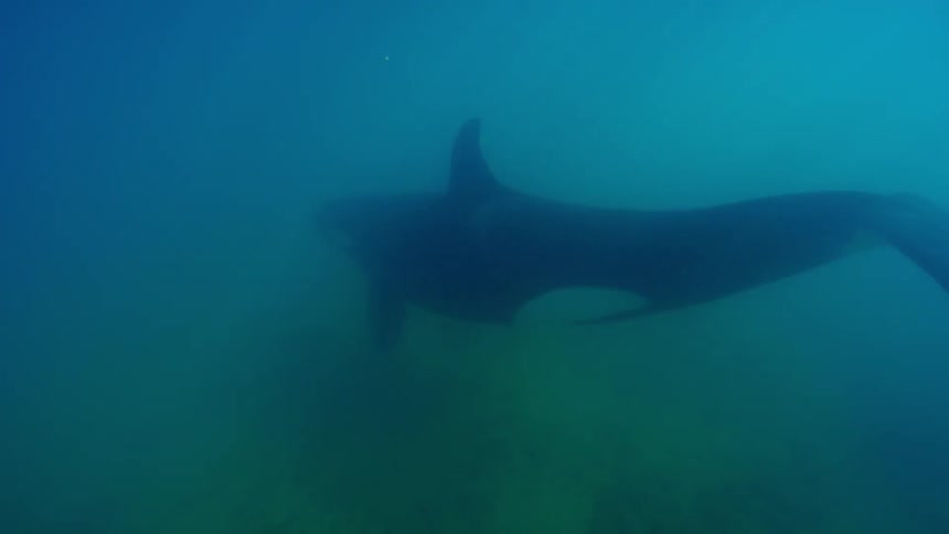 An orca swims in the ocean