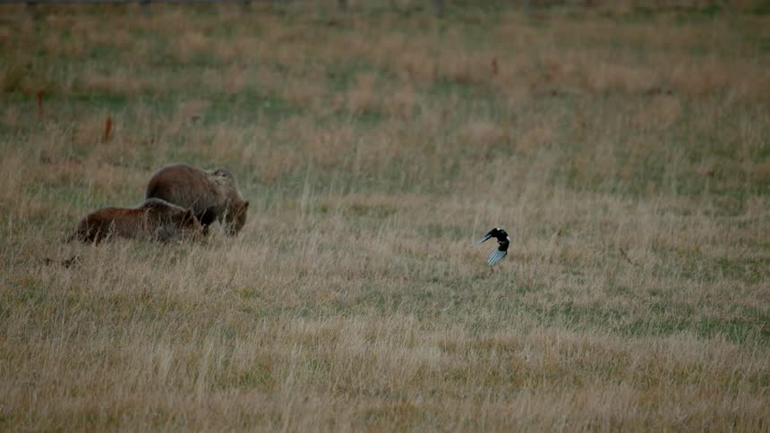 Bird flying away with some prey as goats rest in the background