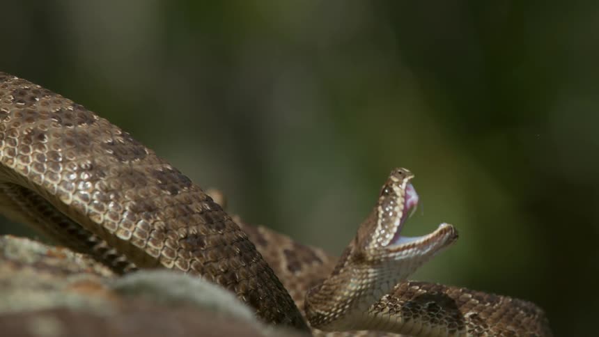 Hissing snake attacks and recoils