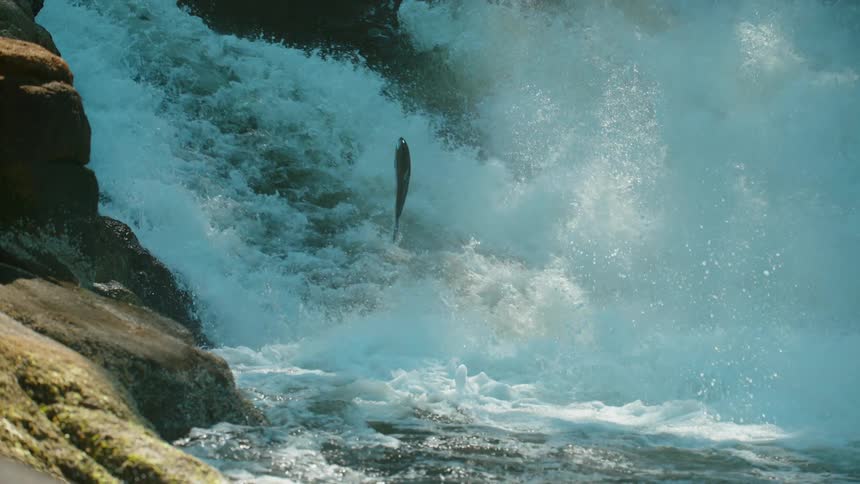 Fish jump out of the river and against the rushing water