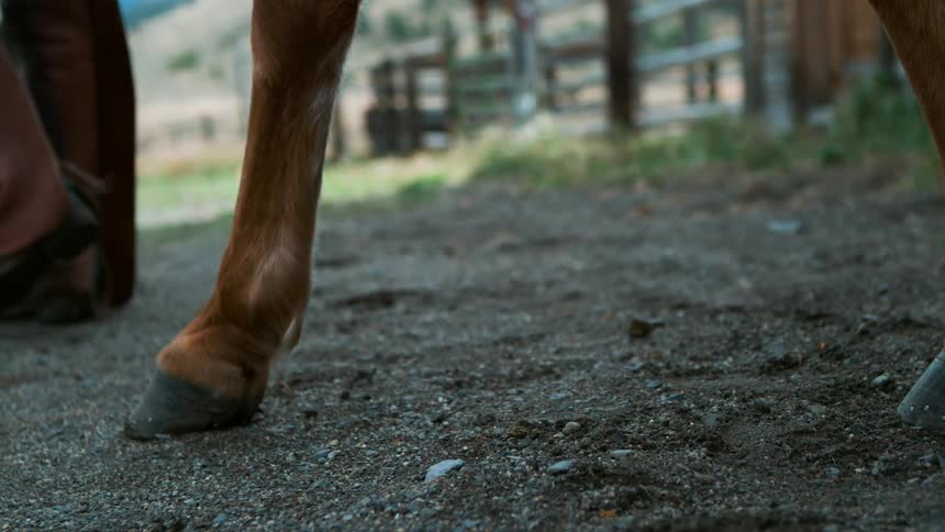 A person and a horse are walking