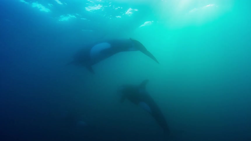 Killer whales swim in the ocean
