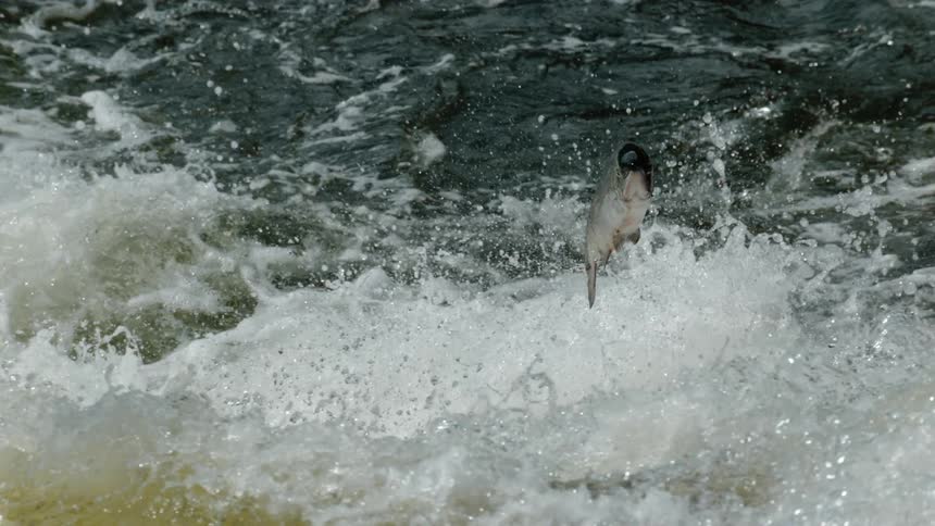 A fish jumps in a gushing river