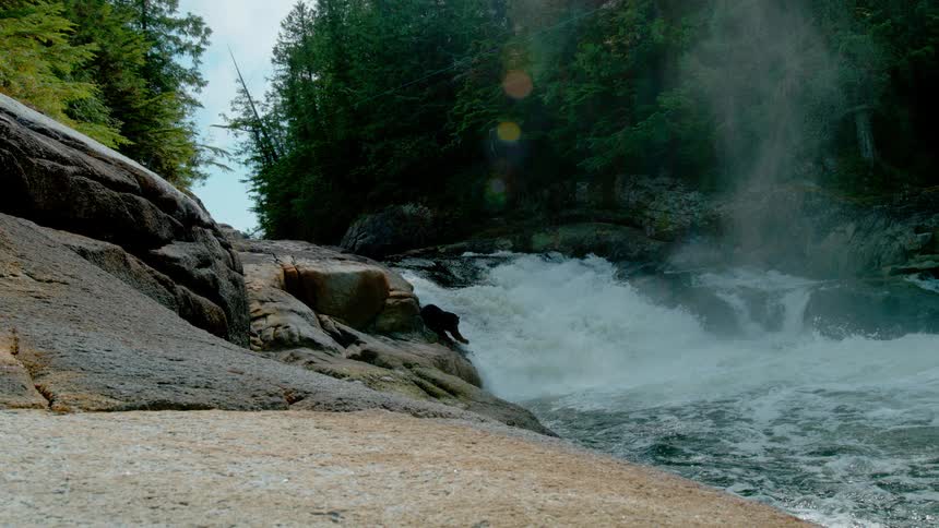 A bear tries to catch a fish jumping in a river