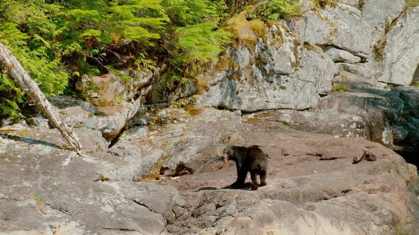A bear carrying a salmon stands on a rocky ledge