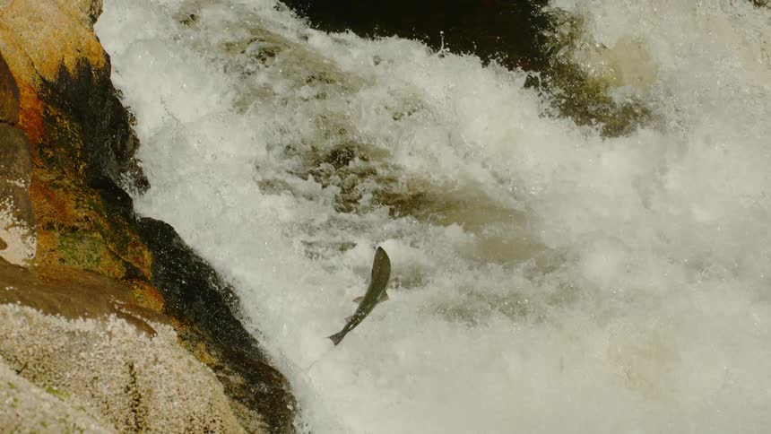 A fish jumps in a gushing river