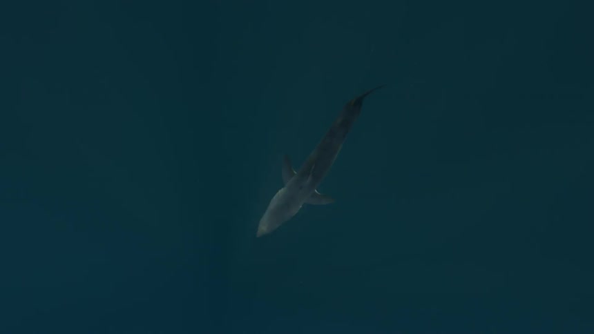 Shark swims downward into dark water