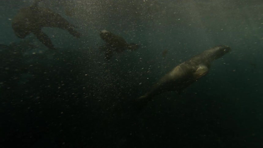 Sea lions swim in the ocean