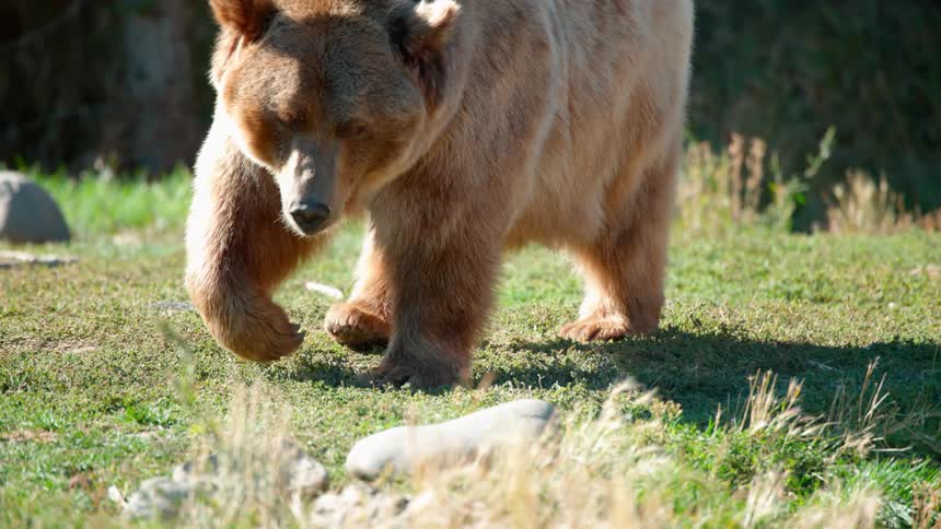 Bear walks outside on a sunny day