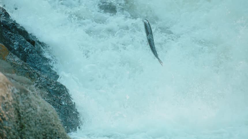 A fish jumps in a gushing river