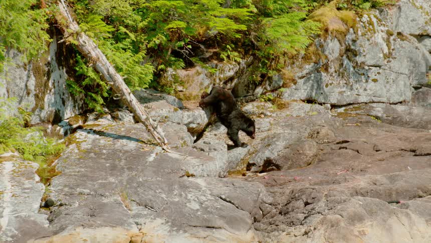A bear hops down from one rock ledge to another during the day
