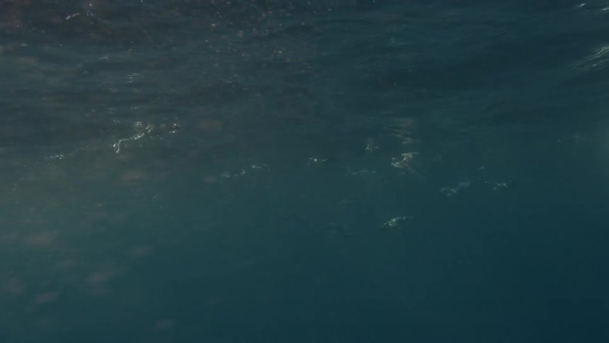 Birds dive into the water and then swim on the surface