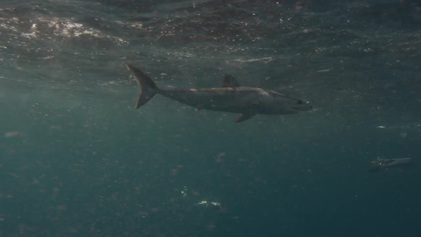 A shark chases fish through the water