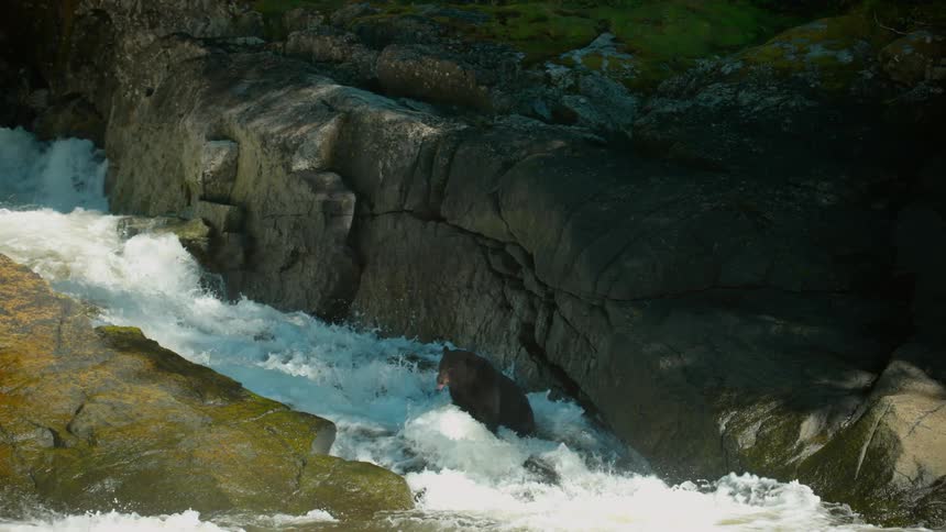 Bear stands in a quickly traveling river