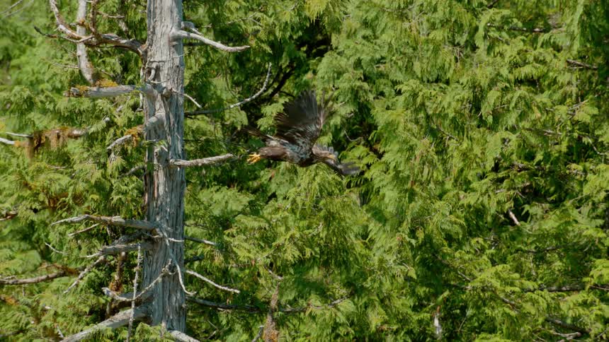 Bird soars through trees in the woods