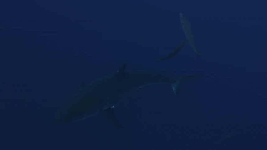 Sharks and fish swimming in dark water