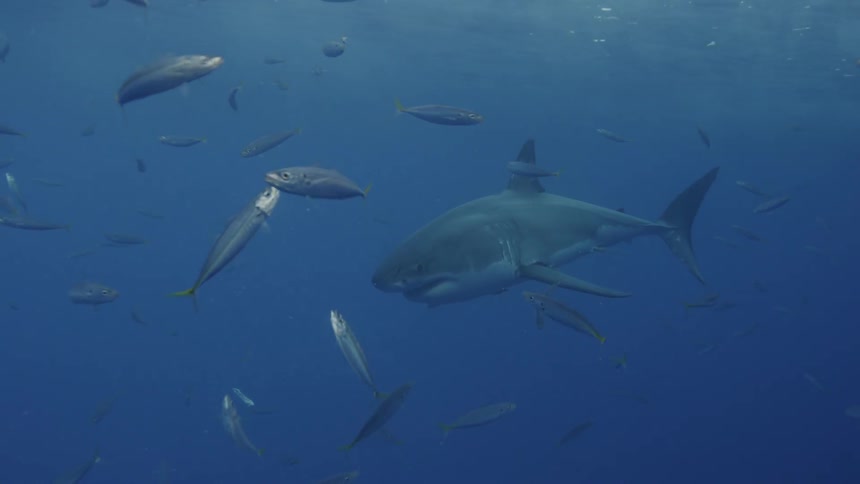 Shark swimming in murky water surrounded by fish