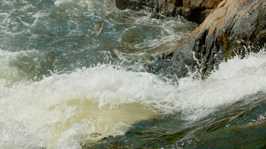 A salmon leaps as it tries to migrate up falls in a river
