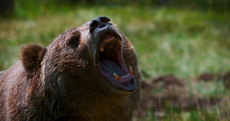 A bear's mouth is opened wide