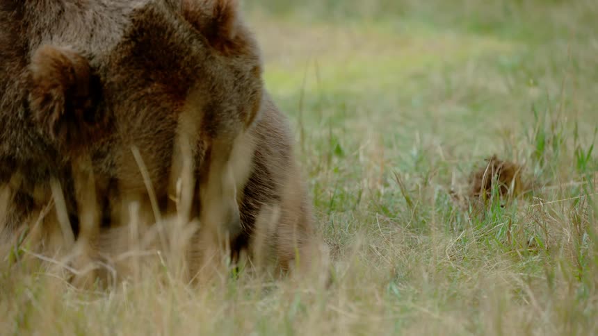 A bear digs in a grassy field