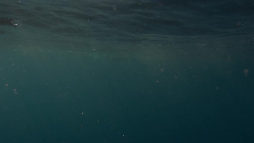 Birds dive underwater with a shark swimming nearby