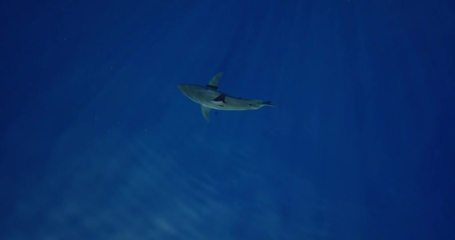A shark swims in clear blue water