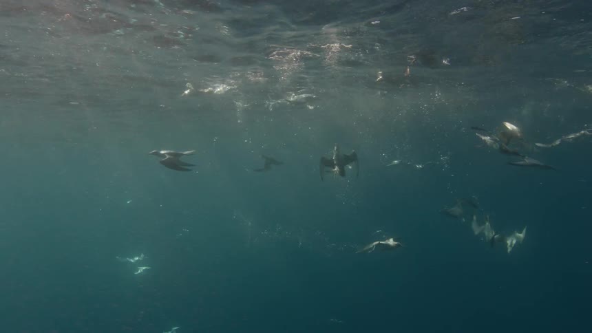 Birds dive and swim underwater