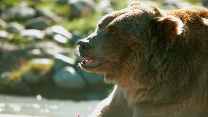 Close up of a bear growling