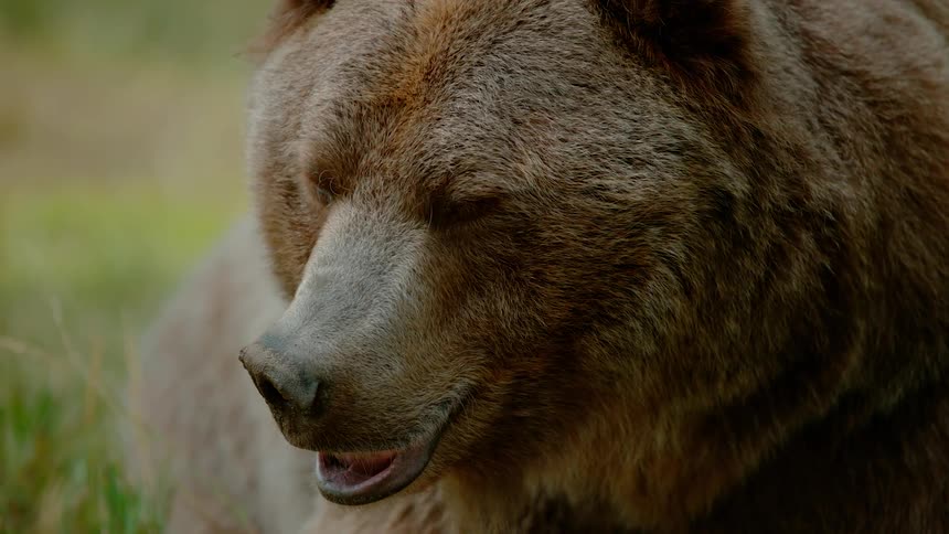 A bear lying in the grass is moving its head