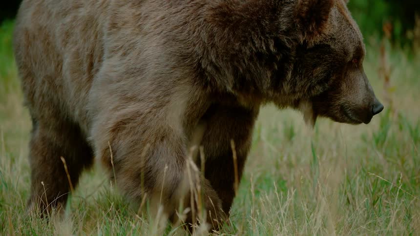 A bear walks in a grassy field